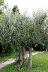 Olive tree (Olea europaea)