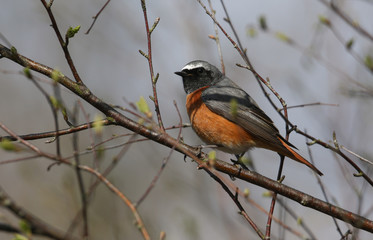 A beautiful male Redstart, Phoenicurus phoenicurus, perching on a branch in a tree. It is hunting for insects to eat.