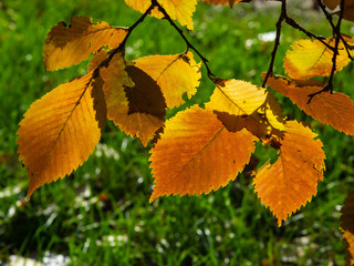Leaves of elm in autumn against sunlight with bokeh background, selective focus, shallow DOF