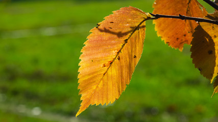 Leaves of elm in autumn against sunlight with bokeh background, selective focus, shallow DOF