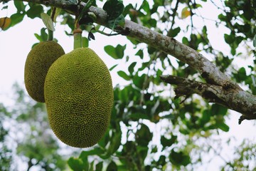 Fresh green jackfruit hanging on brunch tree in the graden.
