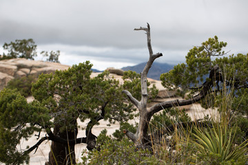 old olive tree