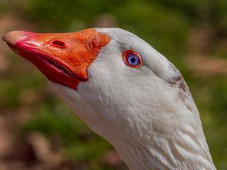 Close up white goose on a sunny day.