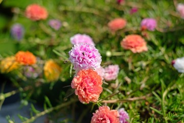 Fototapeta premium Beautiful Flower,portulaca grandiflora flowers,ten o'clock,sun rose or moss rose.