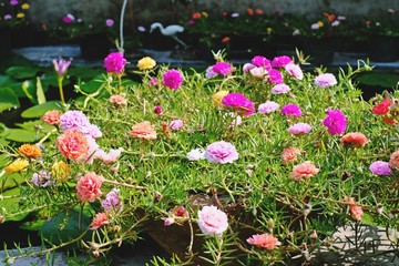 Beautiful Flower,portulaca grandiflora flowers,ten o'clock,sun rose or moss rose.