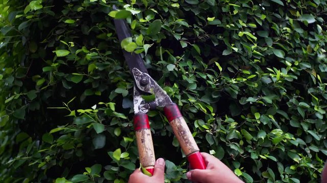 Gardener clipping the bushes with shears in the summer garden. Male gardener pruning the bushes in the garden with scissors.