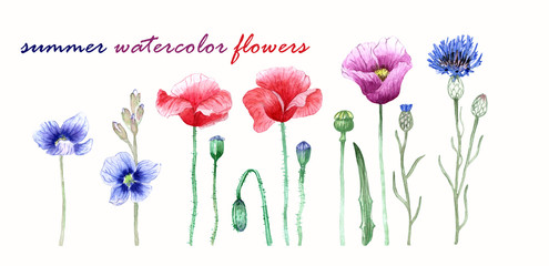 watercolor set of wild flowers