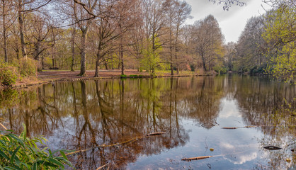 reflection of trees in water