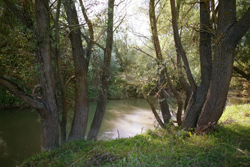 Fototapeta na wymiar Landscape. River in the shade of a beautiful tree. Summer.
