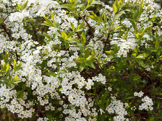 Spiraea x arguta - Spirée dentelée aux tiges arquées garnies de petites fleurs blanches printanières