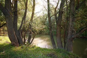Fototapeta premium Landscape. River in the shade of a beautiful tree. Summer.