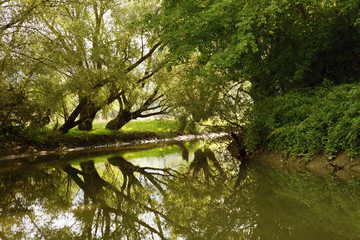 Plakat Landscape. River in the shade of a beautiful tree. Summer.