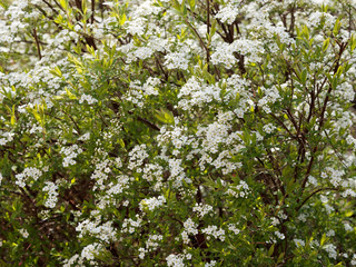 Spiraea x arguta - Spirée dentelée aux tiges arquées garnies de petites fleurs blanches printanières