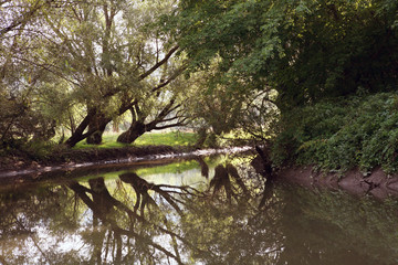 Naklejka na ściany i meble Landscape. River in the shade of a beautiful tree. Summer.