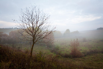 Fototapeta na wymiar A lonely tree with fallen leaves. Landscape. Autumn. Fog. Morning. 