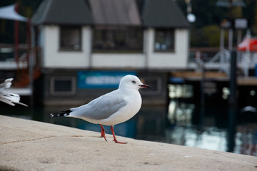 ニュージーランドの鳥