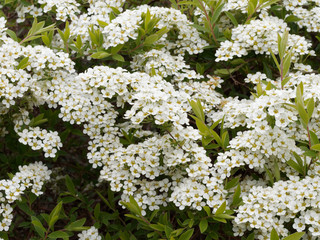 Spiraea x arguta - Spirée dentelée aux tiges arquées garnies de petites fleurs blanches printanières