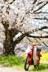 Classic motorcycle with cherry blossom in Japan.