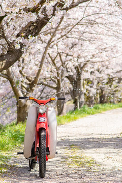 Classic motorcycle with cherry blossom in Japan.