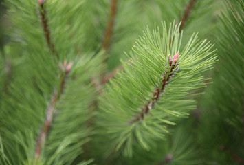 Branches of pine close-up. Macro shooting. Abstraction. Wallpaper.