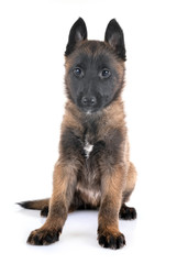 puppy malinois in studio