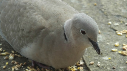 Collared Dove in UK