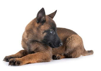 puppy malinois in studio