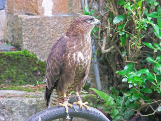 Common Buzzard (Buteo buteo in Ireland