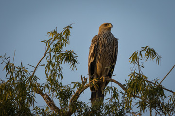 An aggressive eastern imperial eagle or aquila heliaca with wings open at jorbeer conservation reserve, bikaner, rajasthan, india.