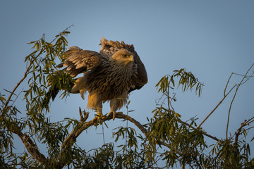 An aggressive eastern imperial eagle or aquila heliaca with wings open at jorbeer conservation reserve, bikaner, rajasthan, india.