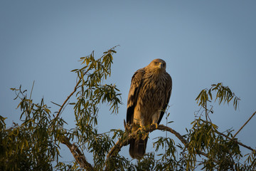 An aggressive eastern imperial eagle or aquila heliaca with wings open at jorbeer conservation reserve, bikaner, rajasthan, india.