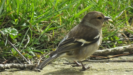 Common Female chaffinch feeding from the ground
