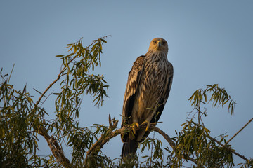 An aggressive eastern imperial eagle or aquila heliaca with wings open at jorbeer conservation reserve, bikaner, rajasthan, india.