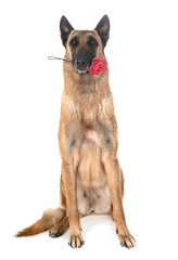 belgian shepherd malinois