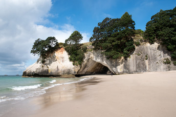 Trees growing out of the cliff face at Cathedral Cove