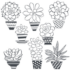 Graphic set with succulents in pots, isolated on white background. Hand drawn vector illustration, sketch. Elements for design.