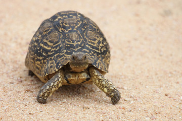 Leopardenschildkröte / Leopard Tortoise / Geochelone pardalis