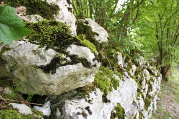 moss on rock