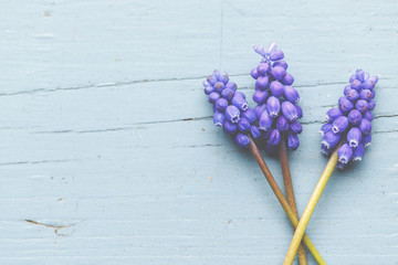 Eine violette Traubenhyazinthe in einer Vase auf rustikalen Holz-Hintergrund.