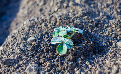 hoar on strawberry fruit plant, cold weather concept