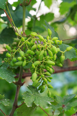 Fototapeta premium Unripe, young wine grapes in vineyard early summer.