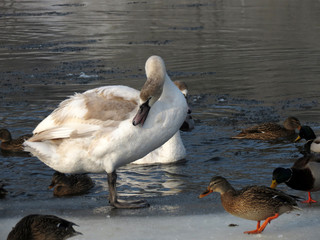 goose in water