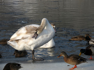 goose in water