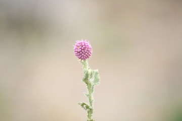 Flower and Branch