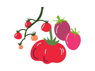 Different Tomato Varieties Fresh Vegetable, Organic Nutritious Vegetarian Food for Healthy Diet Vector Illustration