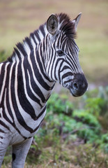 Fototapeta na wymiar Zebra with Black and White stripes in Africa