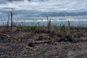 The forest burnt by the Mount Merapi eruption