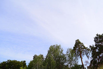 View from below through the pine trees to the sky. Background, texture
