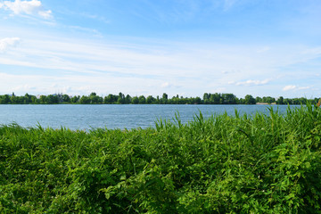 View through green plants on the lake. Summer landscape.