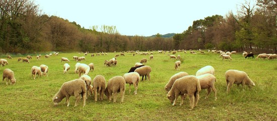 Field with a folk of sheeps